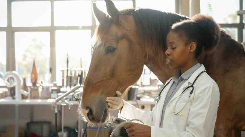 Curso de Médico Veterinário em Clínica de Grandes Animais